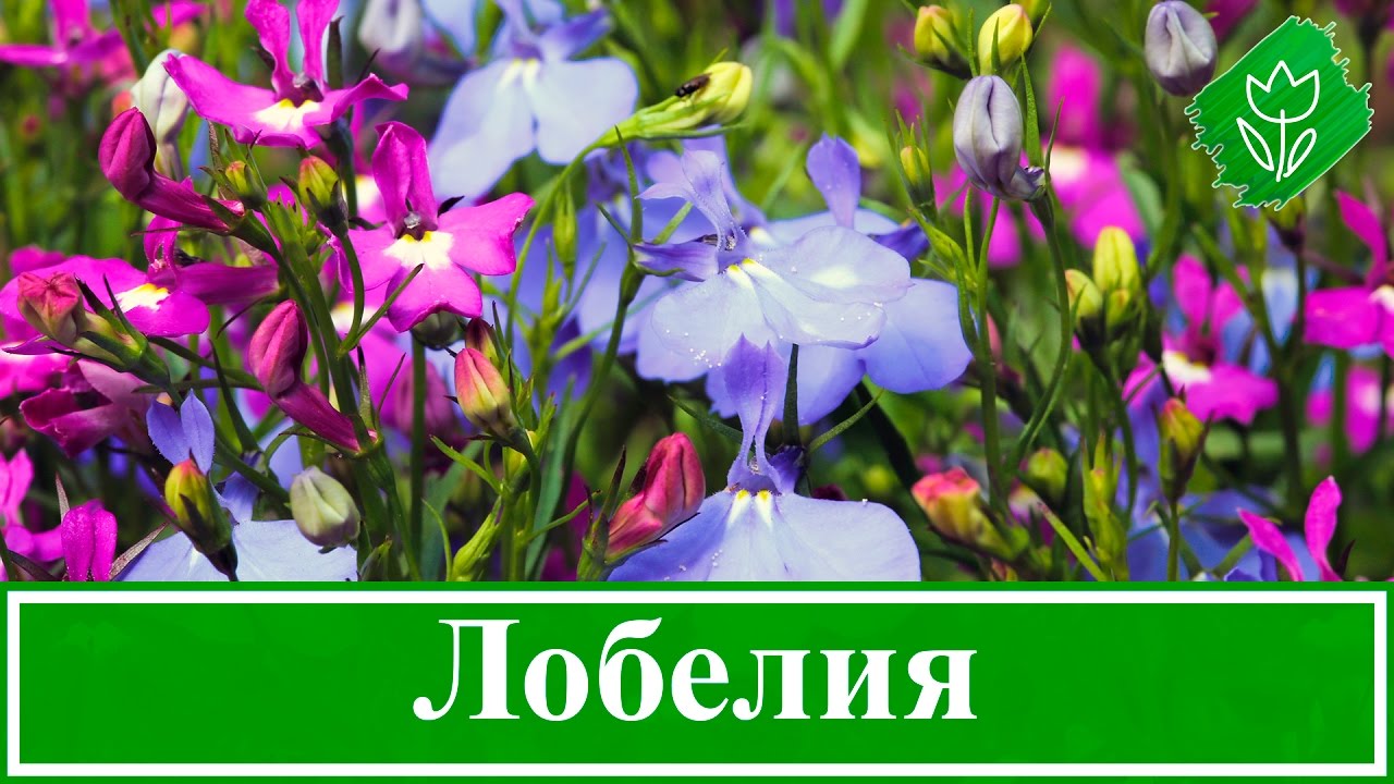 Нажмите, чтобы запустить видео