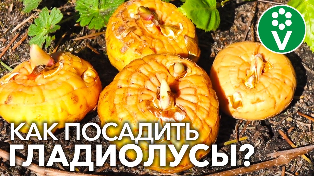 Нажмите, чтобы запустить видео