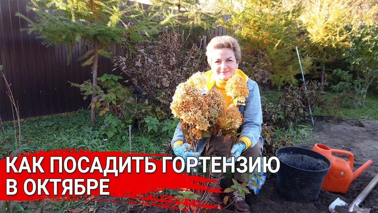 Нажмите, чтобы запустить видео
