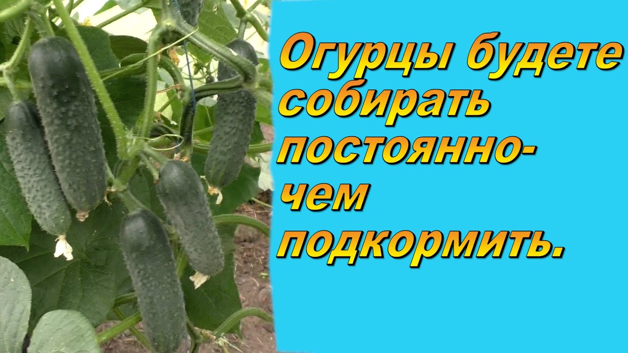 Нажмите, чтобы запустить видео