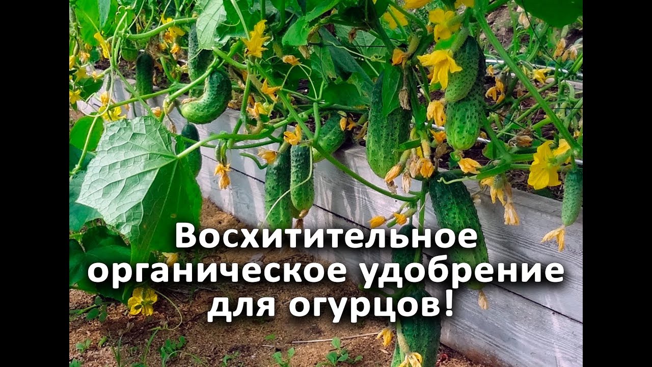 Нажмите, чтобы запустить видео