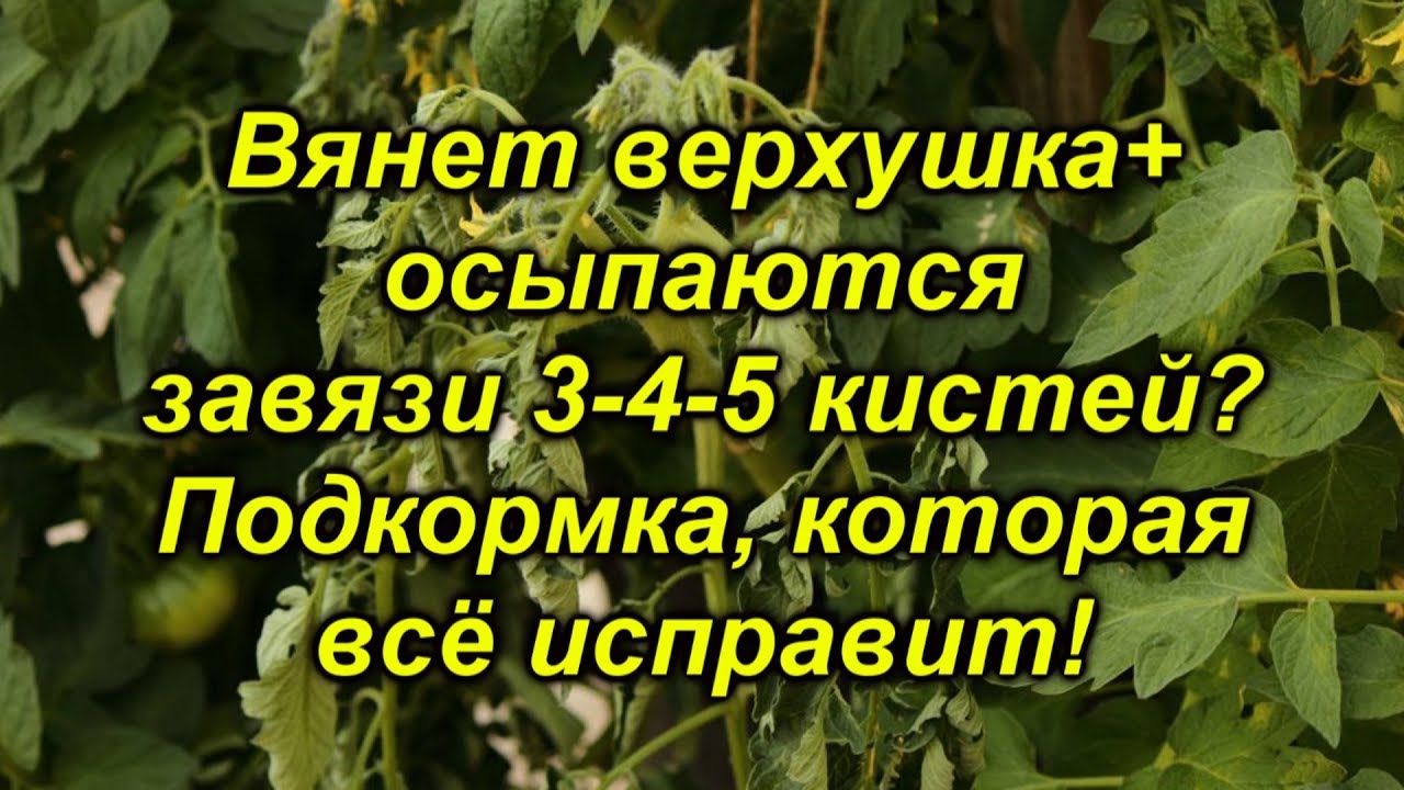 Нажмите, чтобы запустить видео