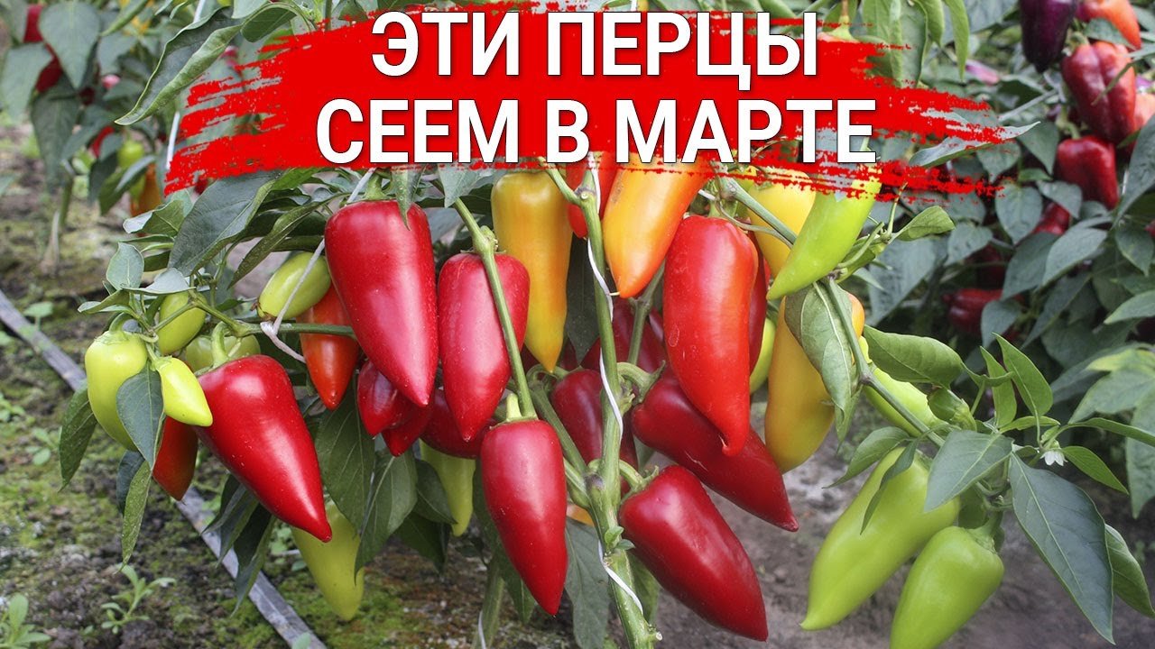 Нажмите, чтобы запустить видео