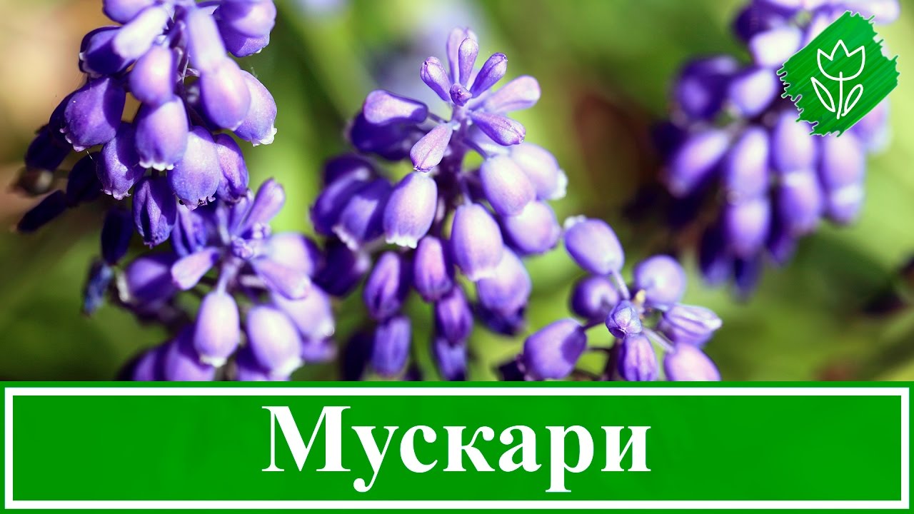 Нажмите, чтобы запустить видео