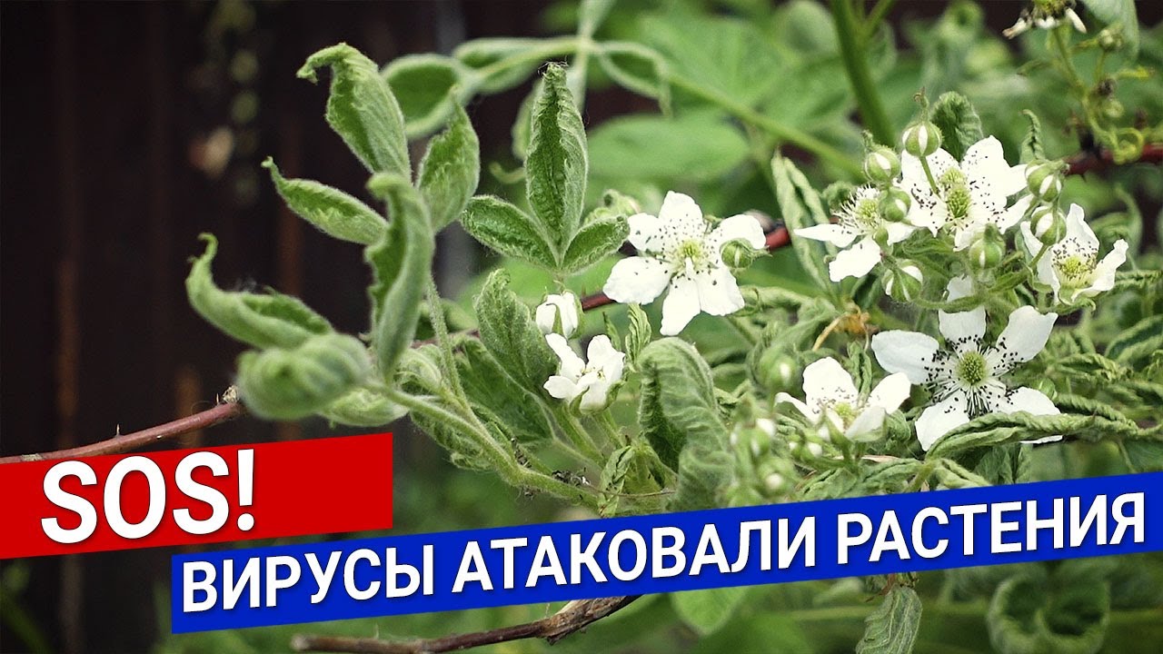 Нажмите, чтобы запустить видео