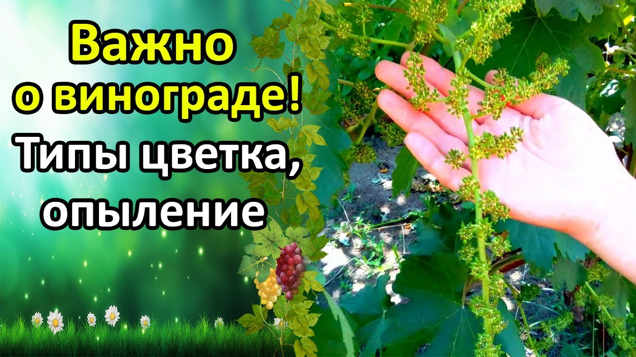 Нажмите, чтобы запустить видео