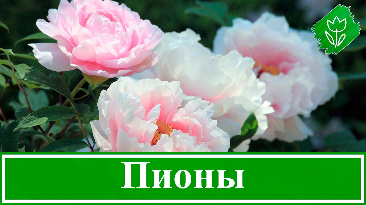 Нажмите, чтобы запустить видео