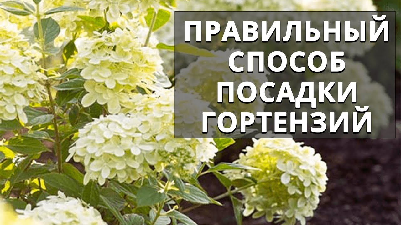 Нажмите, чтобы запустить видео