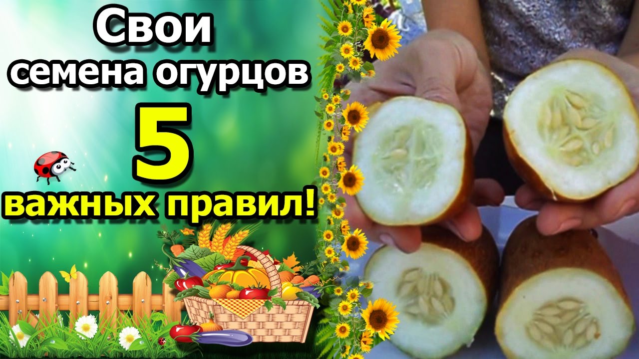 Нажмите, чтобы запустить видео
