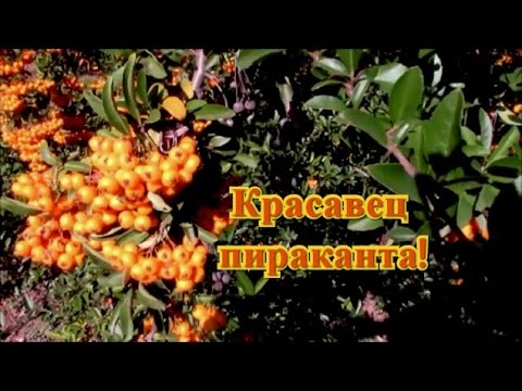 Нажмите, чтобы запустить видео
