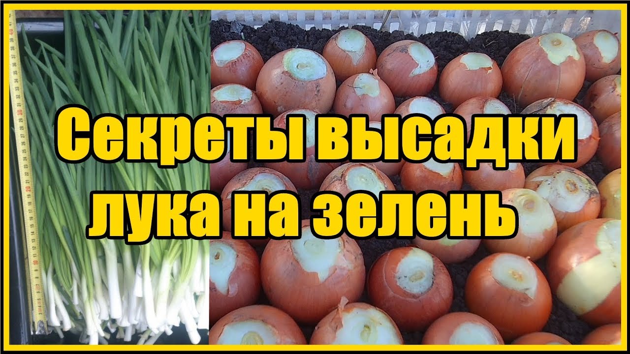 Нажмите, чтобы запустить видео