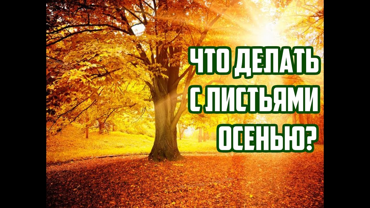 Нажмите, чтобы запустить видео