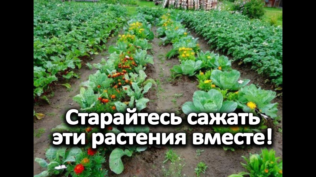 Нажмите, чтобы запустить видео