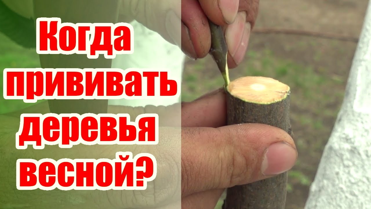 Нажмите, чтобы запустить видео