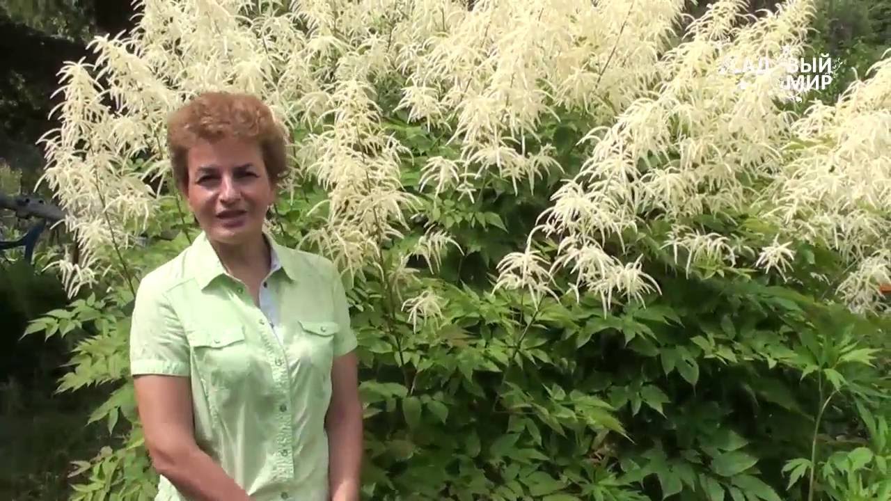 Нажмите, чтобы запустить видео