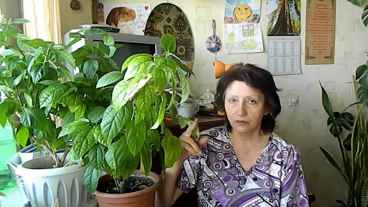Нажмите, чтобы запустить видео