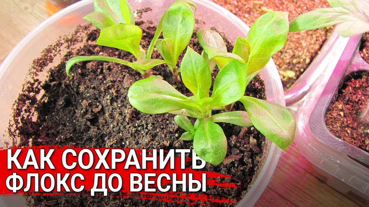 Нажмите, чтобы запустить видео