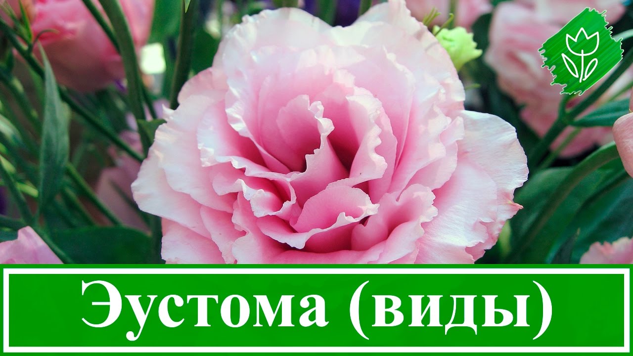 Нажмите, чтобы запустить видео