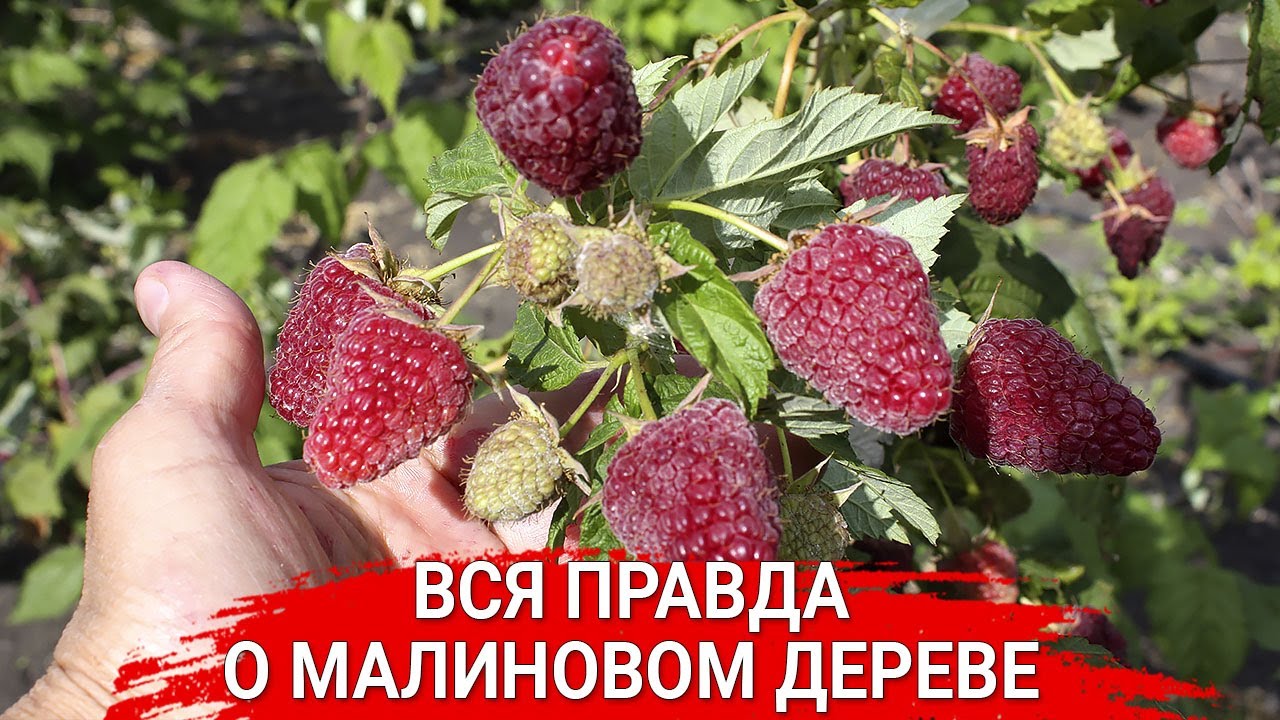 Нажмите, чтобы запустить видео