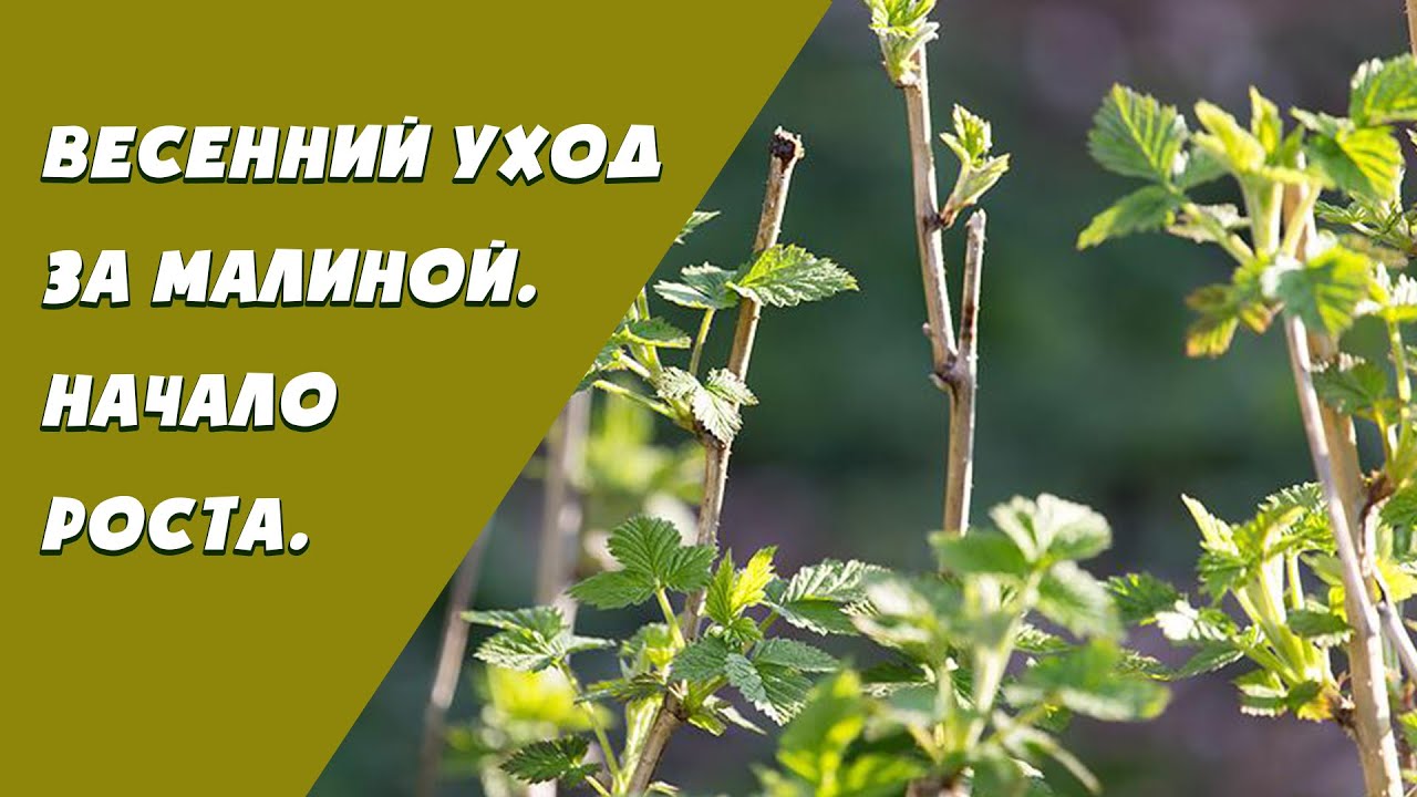 Нажмите, чтобы запустить видео