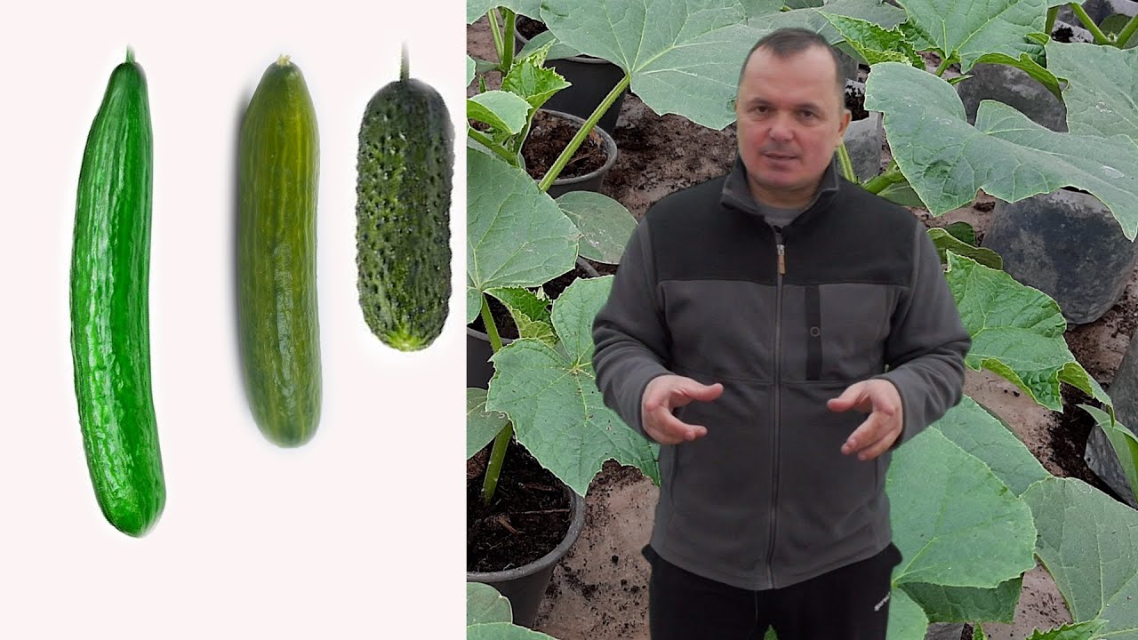 Нажмите, чтобы запустить видео