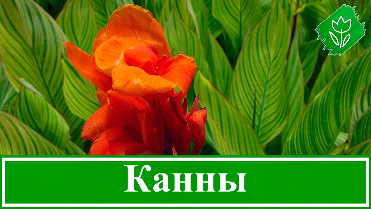 Нажмите, чтобы запустить видео