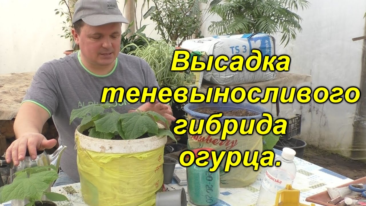 Нажмите, чтобы запустить видео