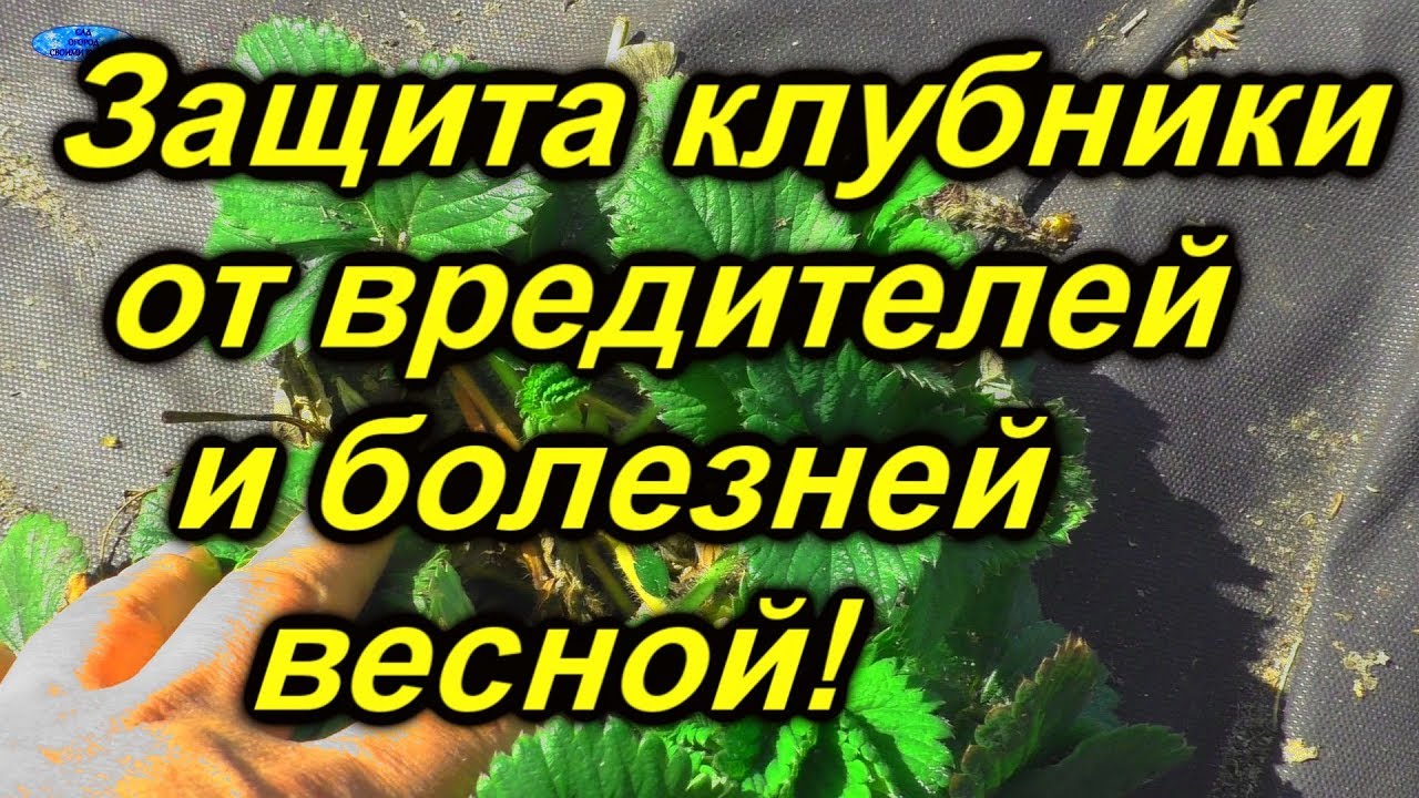 Нажмите, чтобы запустить видео