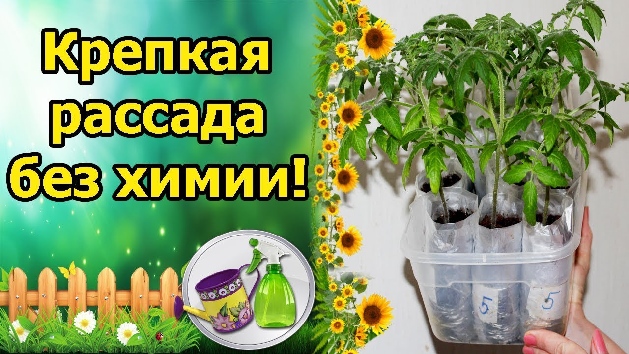 Нажмите, чтобы запустить видео