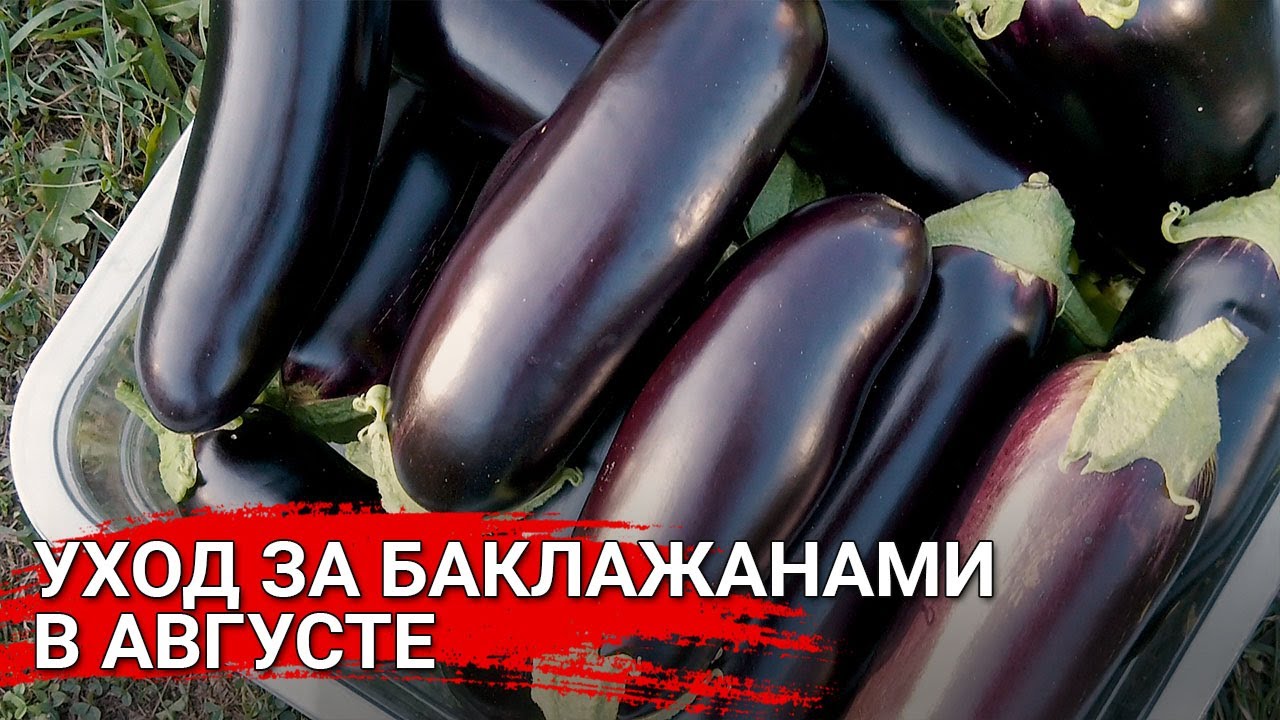 Нажмите, чтобы запустить видео