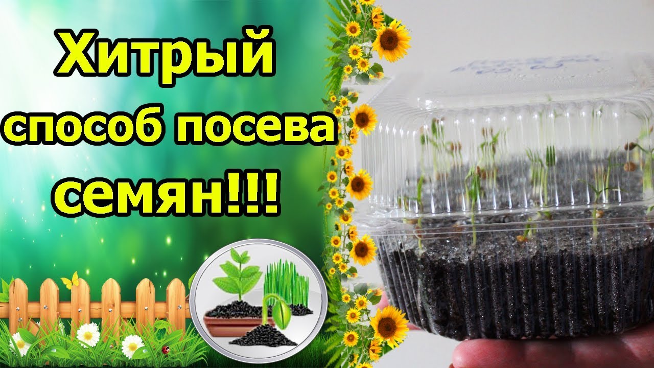 Нажмите, чтобы запустить видео