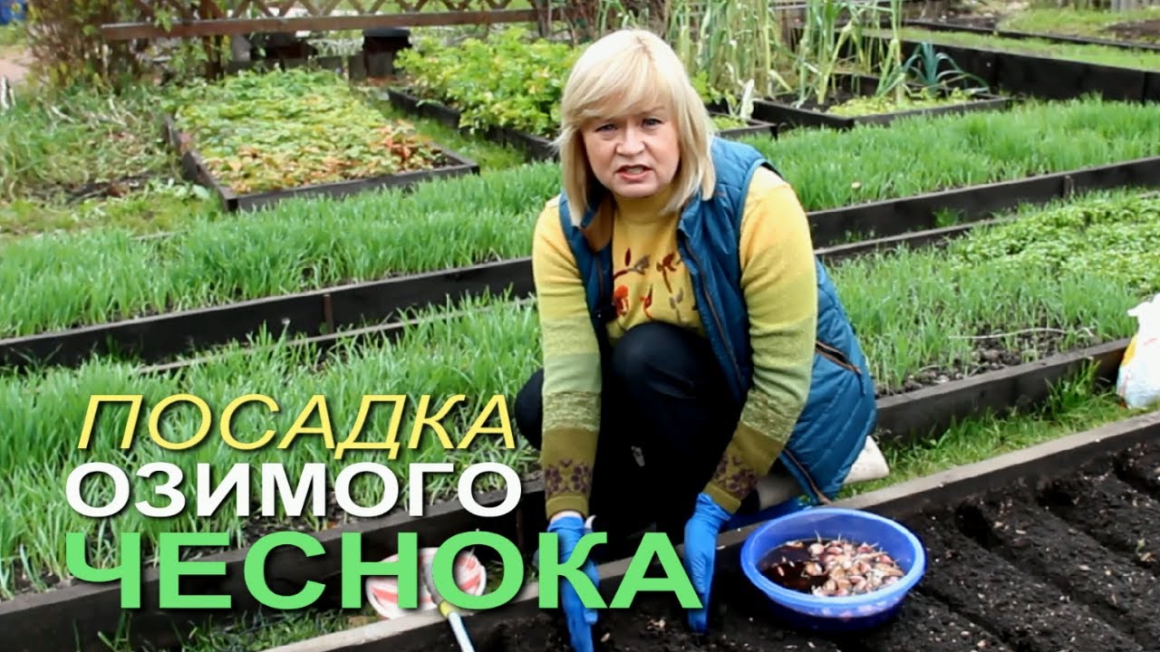 Нажмите, чтобы запустить видео
