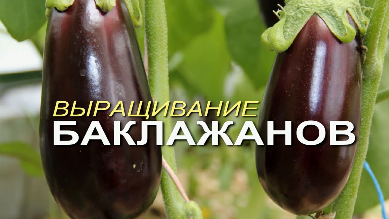 Нажмите, чтобы запустить видео