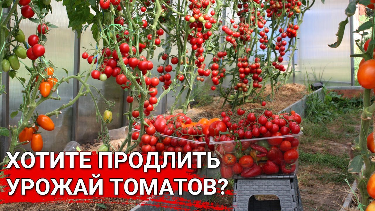 Нажмите, чтобы запустить видео
