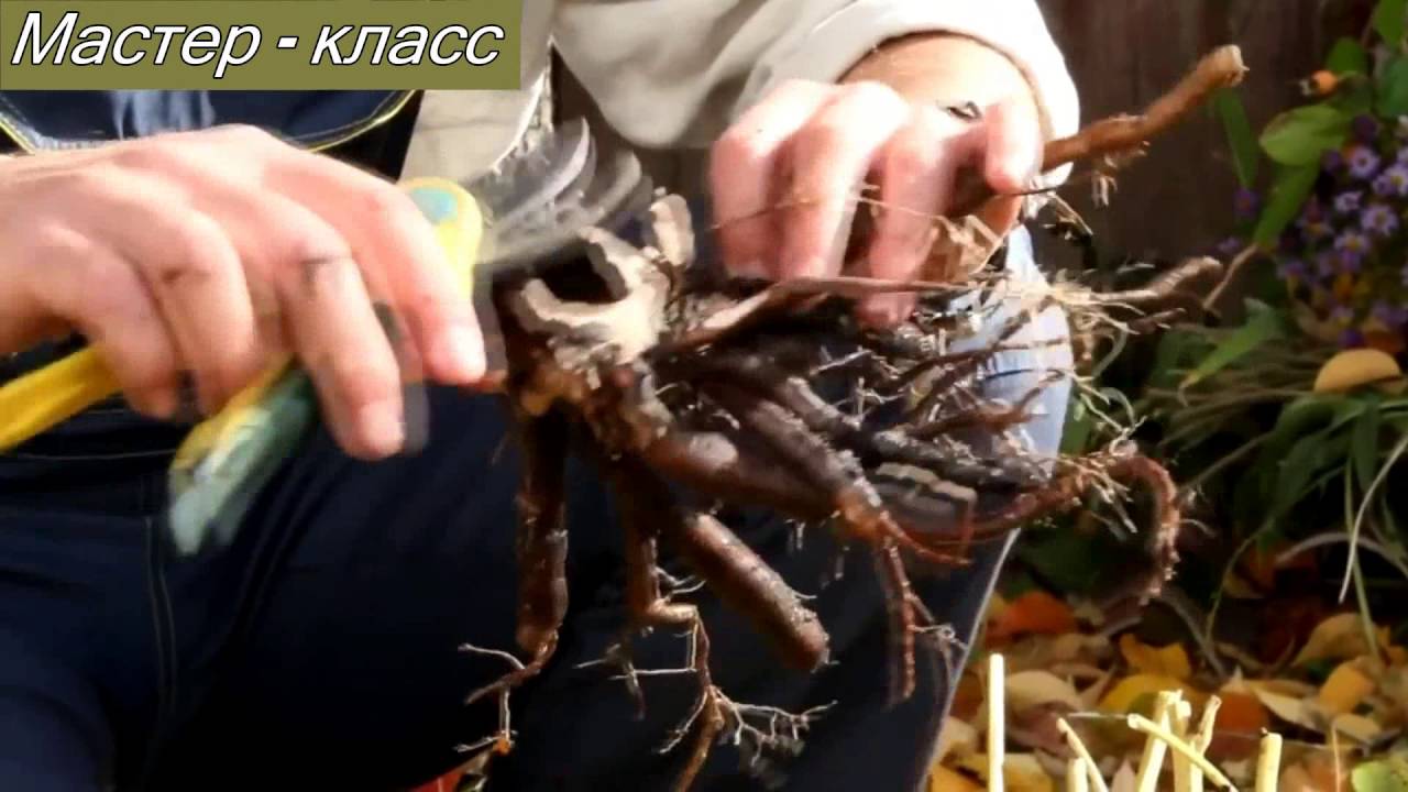 Нажмите, чтобы запустить видео
