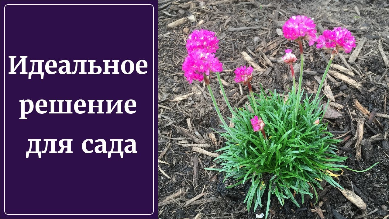 Нажмите, чтобы запустить видео