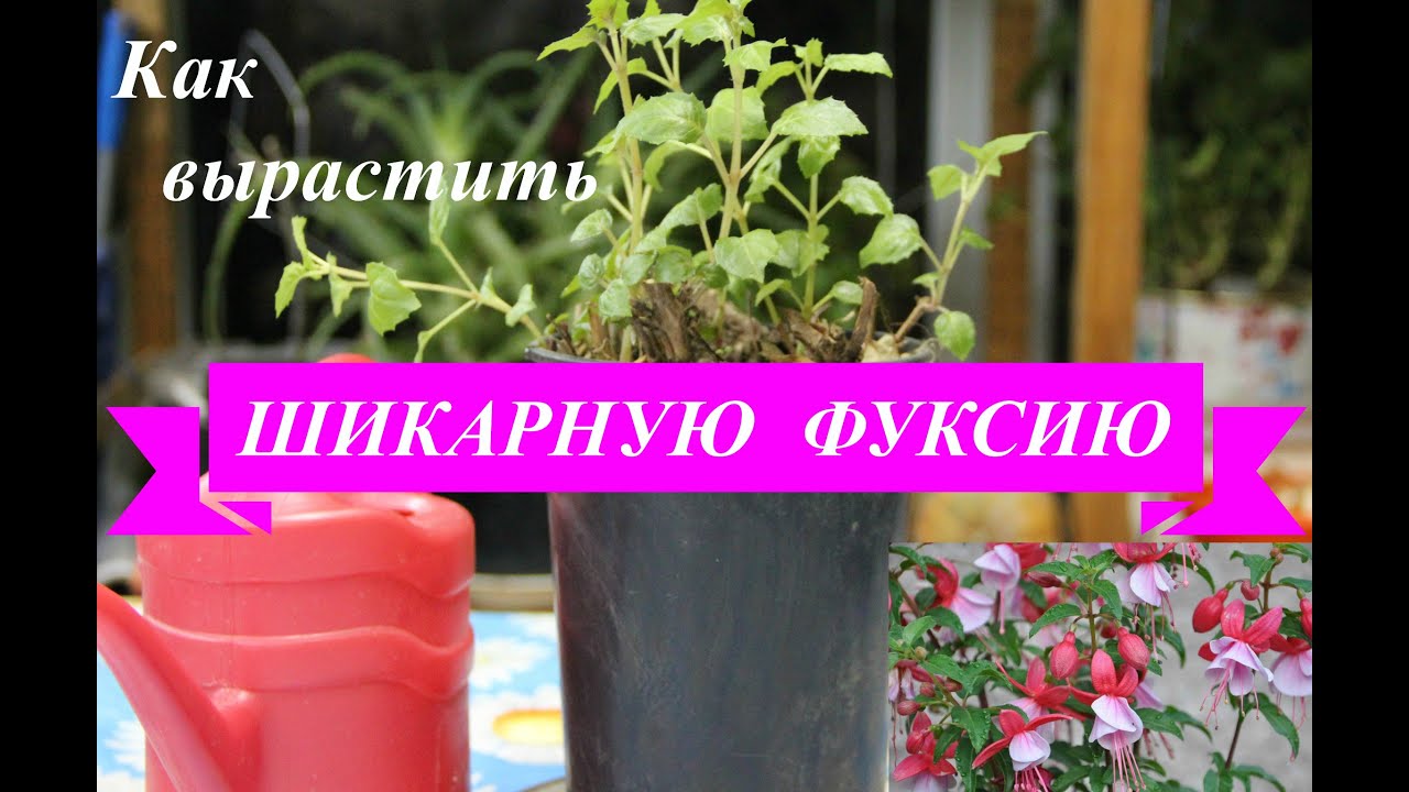 Нажмите, чтобы запустить видео