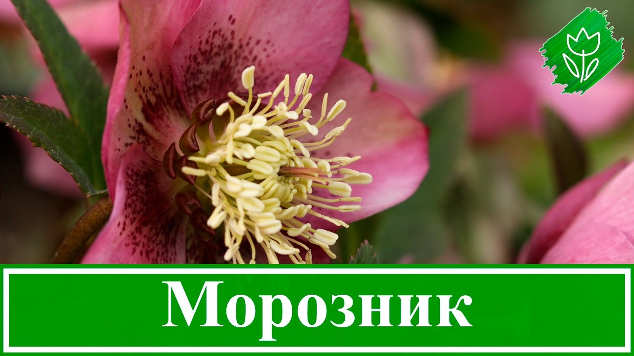 Нажмите, чтобы запустить видео