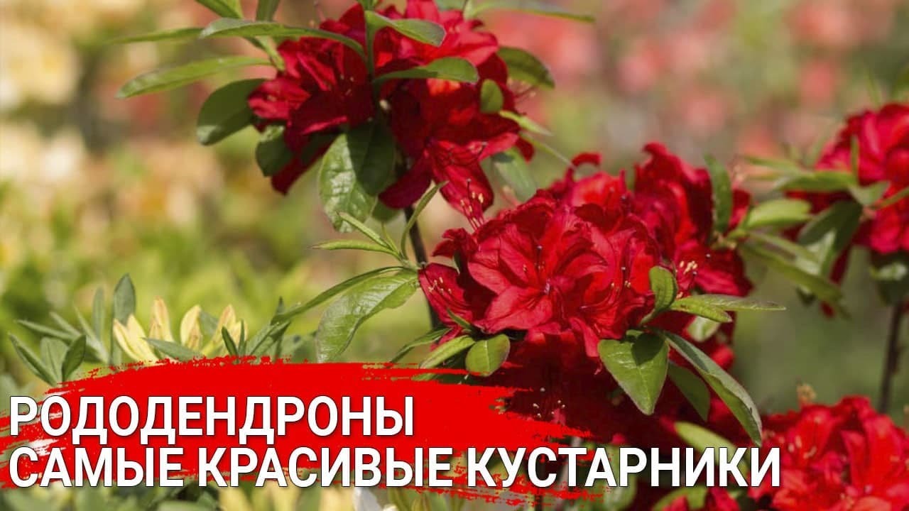 Нажмите, чтобы запустить видео