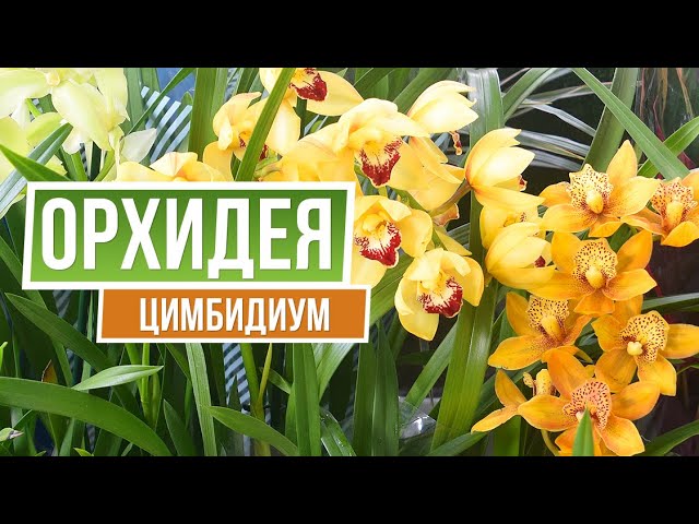 Нажмите, чтобы запустить видео
