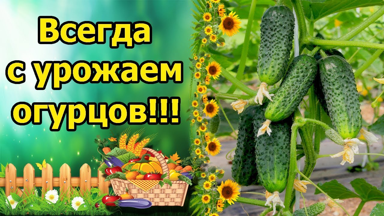 Нажмите, чтобы запустить видео