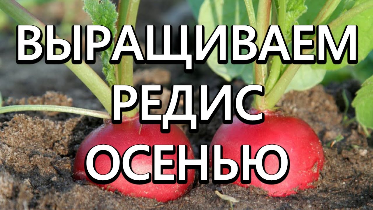 Нажмите, чтобы запустить видео