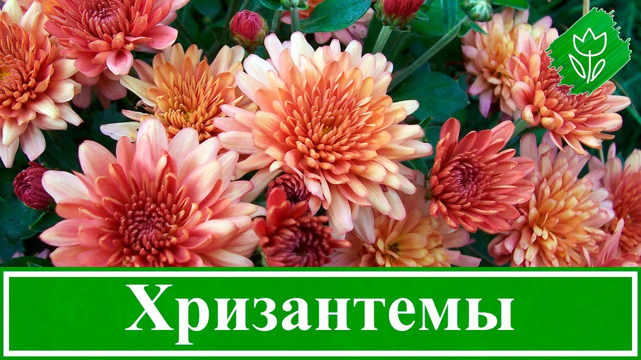Нажмите, чтобы запустить видео