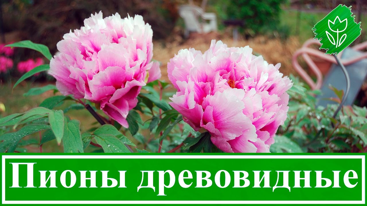 Нажмите, чтобы запустить видео