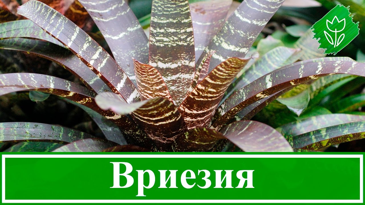 Нажмите, чтобы запустить видео