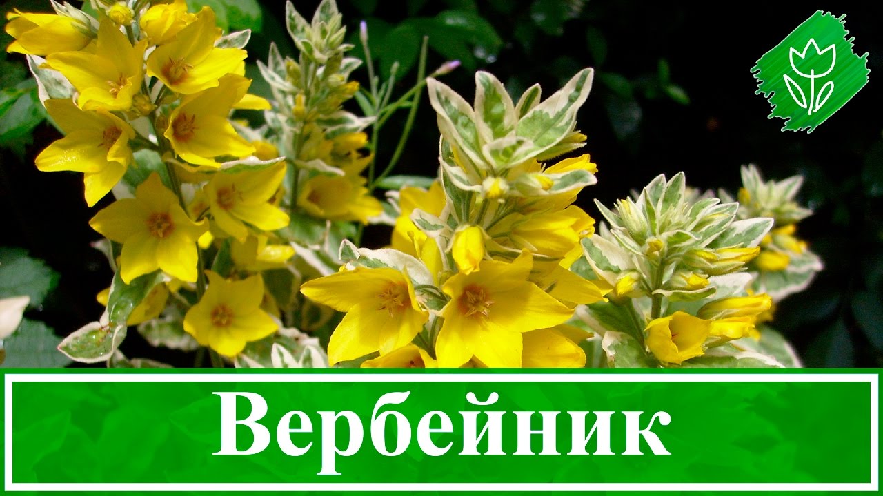 Нажмите, чтобы запустить видео