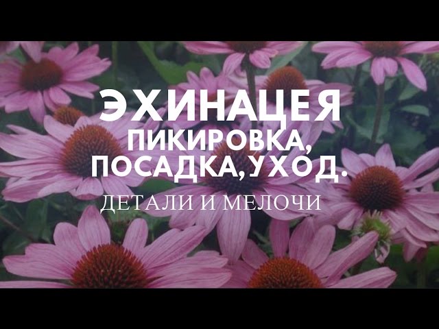 Нажмите, чтобы запустить видео