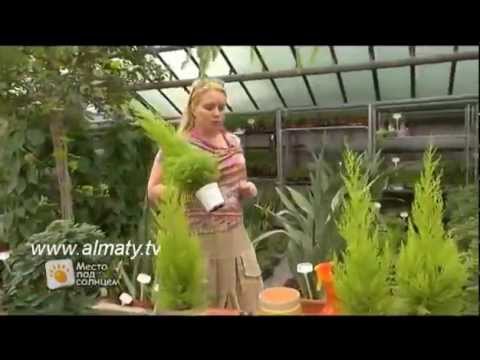 Нажмите, чтобы запустить видео