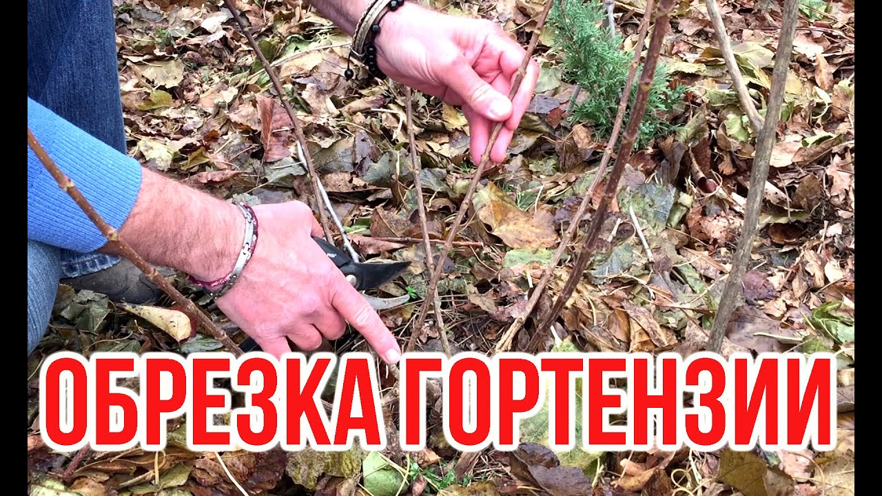 Нажмите, чтобы запустить видео