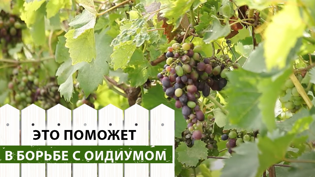 Нажмите, чтобы запустить видео